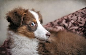 Dog Side Eye: What It Means & When to Worry (+ Funny Photos!) Dog Side Eye Featured Image