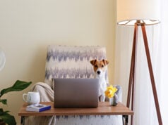 How to Set Up a Home Office With a Pet Space (+ 5 Easy Ideas)! Setting Up Home Office with a Pet Space Featured Image