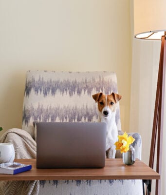 How to Set Up a Home Office With a Pet Space (+ 5 Easy Ideas)! Setting Up Home Office with a Pet Space Featured Image