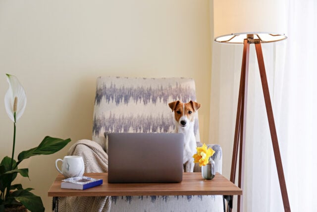 Setting Up Home Office with a Pet Space Featured Image