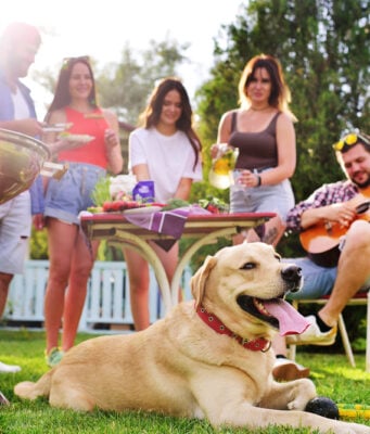 BBQ Safety for Dogs: How to Keep Your Dog Safe at a Backyard Barbecue BBQ Safety for Dogs featured image
