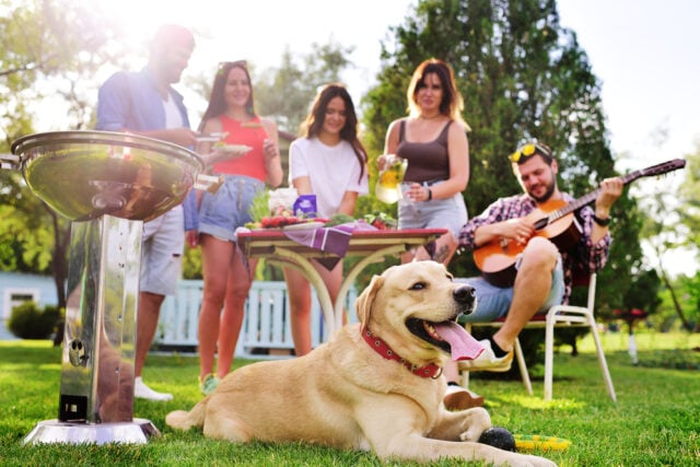 BBQ Safety for Dogs featured image