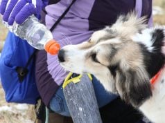 10 Dog Hydration Tips for All Seasons You Must Know Dog Hydration Tips for All Seasons