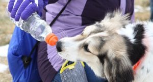 10 Dog Hydration Tips for All Seasons You Must Know Dog Hydration Tips for All Seasons