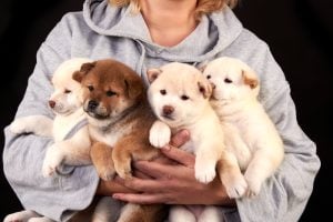 Shiba Inu breeder