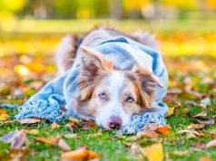 Fall Allergies in Dogs: Signs, Prevention, and Treatments Fall Allergies in Dogs Featured Image