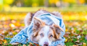 Fall Allergies in Dogs: Signs, Prevention, and Treatments Fall Allergies in Dogs Featured Image
