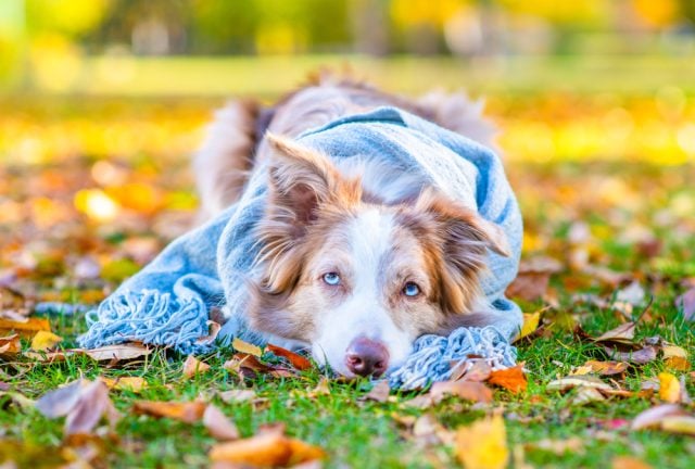 Fall Allergies in Dogs Featured Image Fall Allergies in Dogs Featured Image