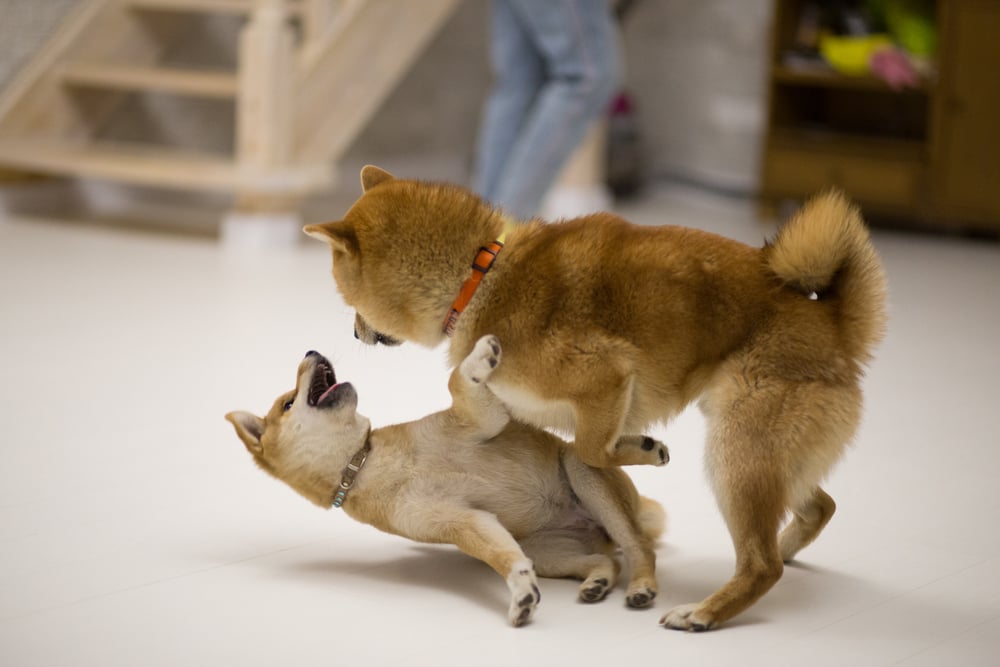 Two Shiba inus fighting at home