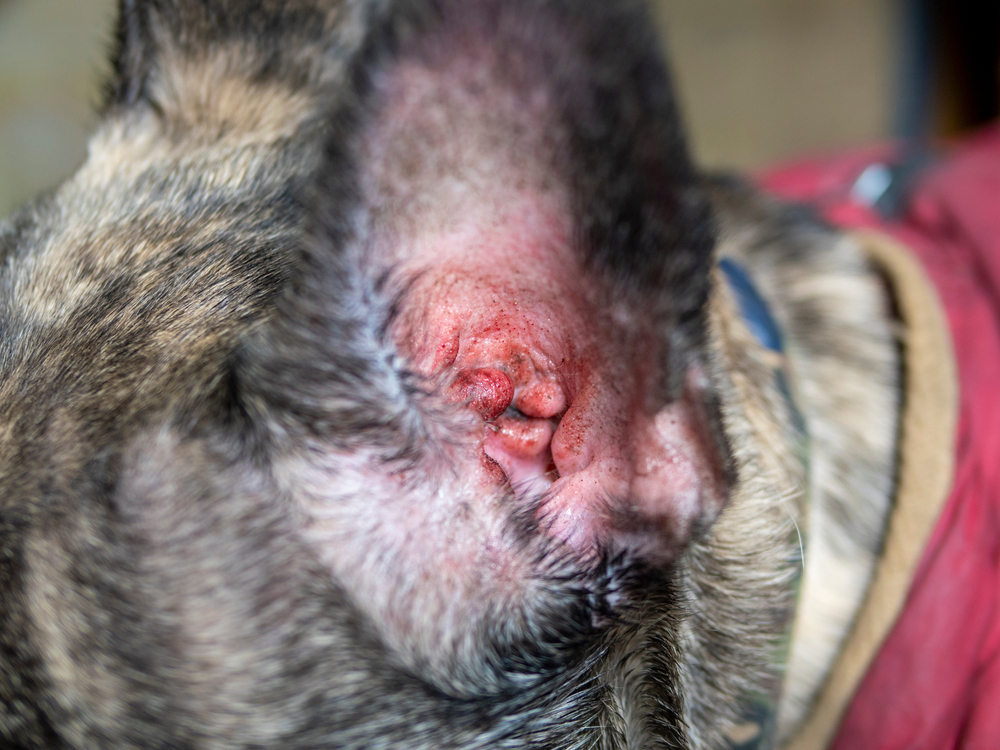 How to Tell If a Dog Has an Infection: Key Signs to Watch For