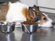 11 Signs Your Dog’s Diet is Causing Health Problems 11 Signs Your Dog's Diet is Causing Health Problems Featured Image