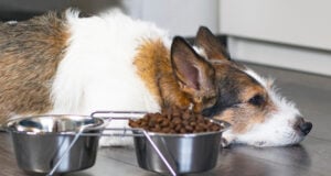 11 Signs Your Dog’s Diet is Causing Health Problems 11 Signs Your Dog's Diet is Causing Health Problems Featured Image
