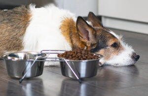 11 Signs Your Dog’s Diet is Causing Health Problems 11 Signs Your Dog's Diet is Causing Health Problems Featured Image