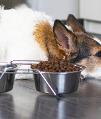 11 Signs Your Dog’s Diet is Causing Health Problems 11 Signs Your Dog's Diet is Causing Health Problems Featured Image