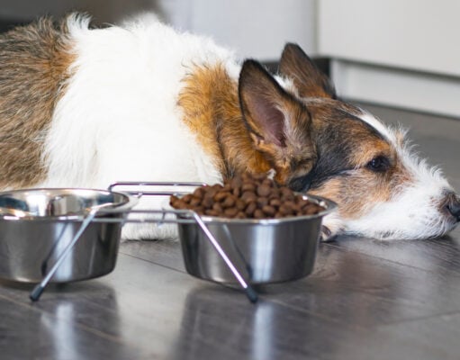 11 Signs Your Dog’s Diet is Causing Health Problems 11 Signs Your Dog's Diet is Causing Health Problems Featured Image