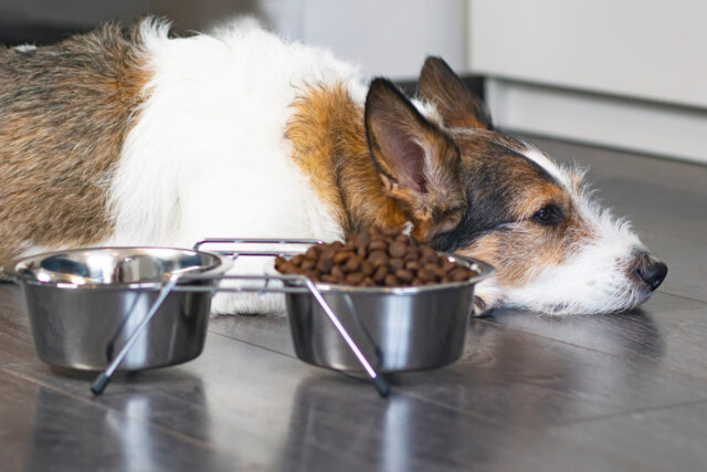 11 Signs Your Dog's Diet is Causing Health Problems Featured Image