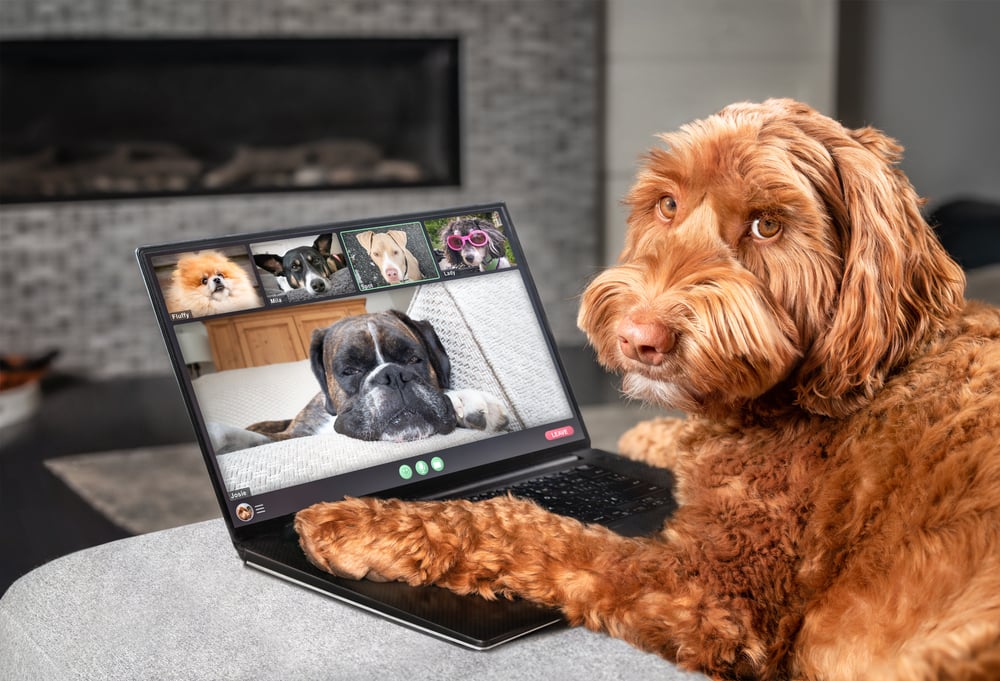 Virtual Dog Training Classes