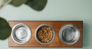 How to Set Up a Dog Feeding Station + 5 Creative Ideas! Dog Feeding Station Featured Image