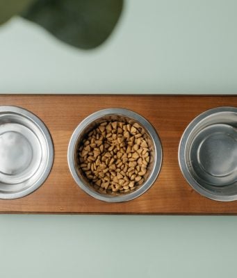 How to Set Up a Dog Feeding Station + 5 Creative Ideas! Dog Feeding Station Featured Image