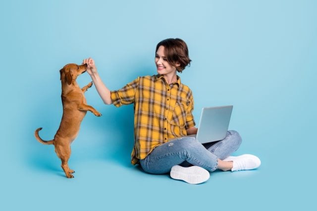 Virtual Dog Training Class Featured Image Virtual Dog Training Class Featured Image