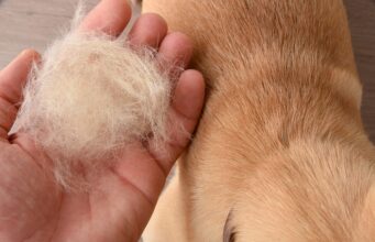 10 Mixed Breeds That Don’t Shed Ball of shedded dog hair