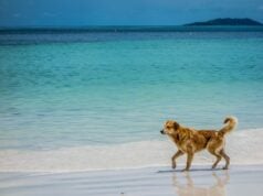 10 Beach Safety Tips for Dogs + Beach Hazards to Watch Out For