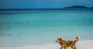 10 Beach Safety Tips for Dogs + Beach Hazards to Watch Out For