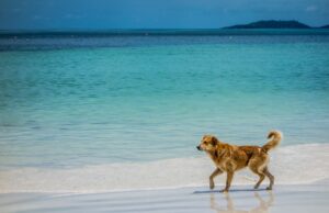 10 Beach Safety Tips for Dogs + Beach Hazards to Watch Out For