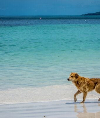10 Beach Safety Tips for Dogs + Beach Hazards to Watch Out For