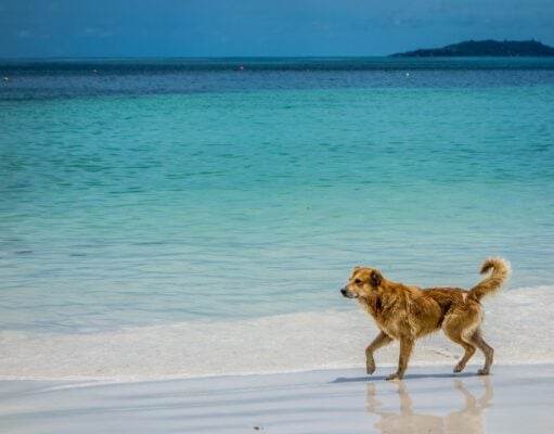 10 Beach Safety Tips for Dogs + Beach Hazards to Watch Out For
