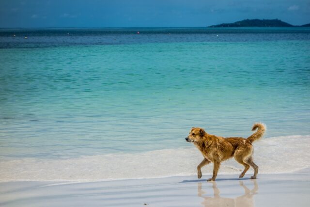 A,Dog,Walking,Along,On,An,Empty,Beach