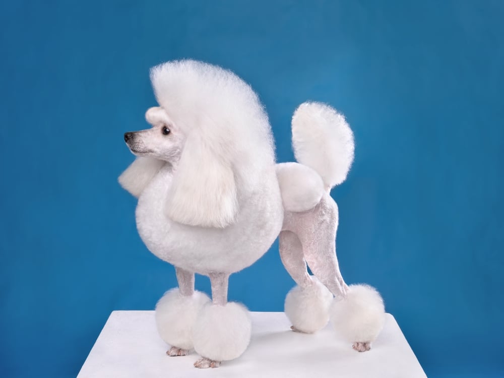 White Toy Poodle Haircut in Continental Clip