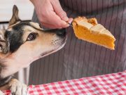 7 Fall Foods Toxic to Dogs (and Safe Ones!) Fall Foods Toxic to Dogs Featured Image
