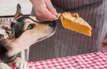 7 Fall Foods Toxic to Dogs (and Safe Ones!) Fall Foods Toxic to Dogs Featured Image
