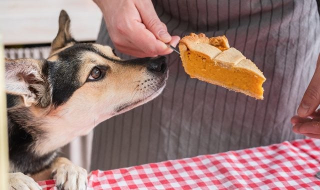 Fall Foods Toxic to Dogs Featured Image Fall Foods Toxic to Dogs Featured Image