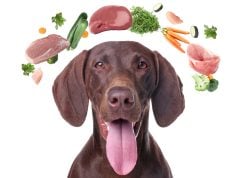 Detox Diet for Dogs in Spring: What to Feed & How to Begin Spring Detox Diet for Dogs Featured Image