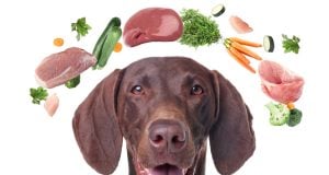 Detox Diet for Dogs in Spring: What to Feed & How to Begin Spring Detox Diet for Dogs Featured Image