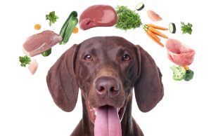 Detox Diet for Dogs in Spring: What to Feed & How to Begin Spring Detox Diet for Dogs Featured Image