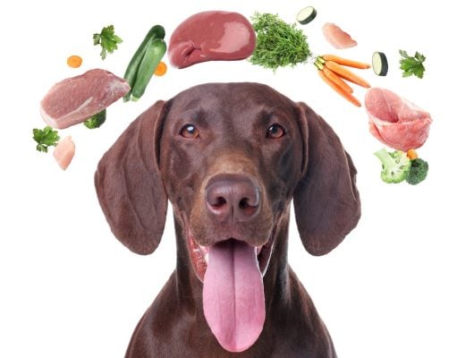 Detox Diet for Dogs in Spring: What to Feed & How to Begin Spring Detox Diet for Dogs Featured Image