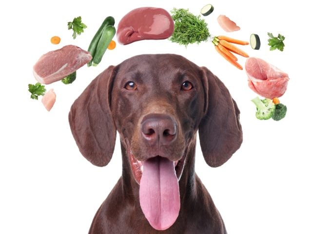 Spring Detox Diet for Dogs Featured Image