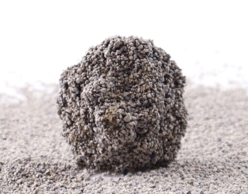 Can Dogs Get Sick From Eating Cat Poop? Can Dogs Get Sick from Eating Cat Poop - Featured Image