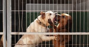 Crate and Rotate: What It Is and How to Do It Safely Crate and Rotate Featured Image
