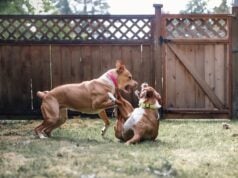 How to Stop a Dog Fight at Home: A Guide for Multi-Dog Families How to Stop a Dog Fight at Home Featured Image