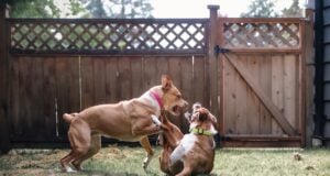 How to Stop a Dog Fight at Home: A Guide for Multi-Dog Families How to Stop a Dog Fight at Home Featured Image