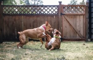 How to Stop a Dog Fight at Home: A Guide for Multi-Dog Families How to Stop a Dog Fight at Home Featured Image