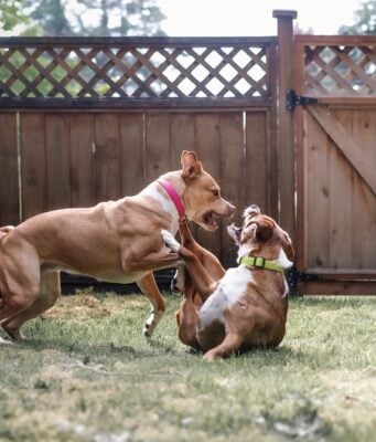How to Stop a Dog Fight at Home: A Guide for Multi-Dog Families How to Stop a Dog Fight at Home Featured Image