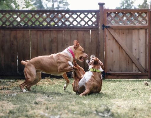 How to Stop a Dog Fight at Home: A Guide for Multi-Dog Families How to Stop a Dog Fight at Home Featured Image