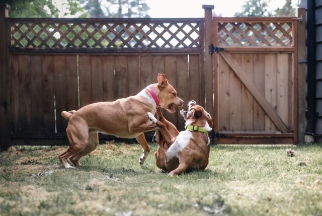 Two,Dogs,Playing,Rough,In,Backyard.,Young,Dogs,Play,Fighting How to Stop a Dog Fight at Home Featured Image