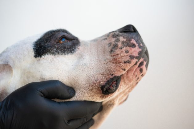 Picture of Food Allergies in Dogs: Causes, Signs, and What to Do