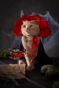 Cat Vampire Halloween Costume